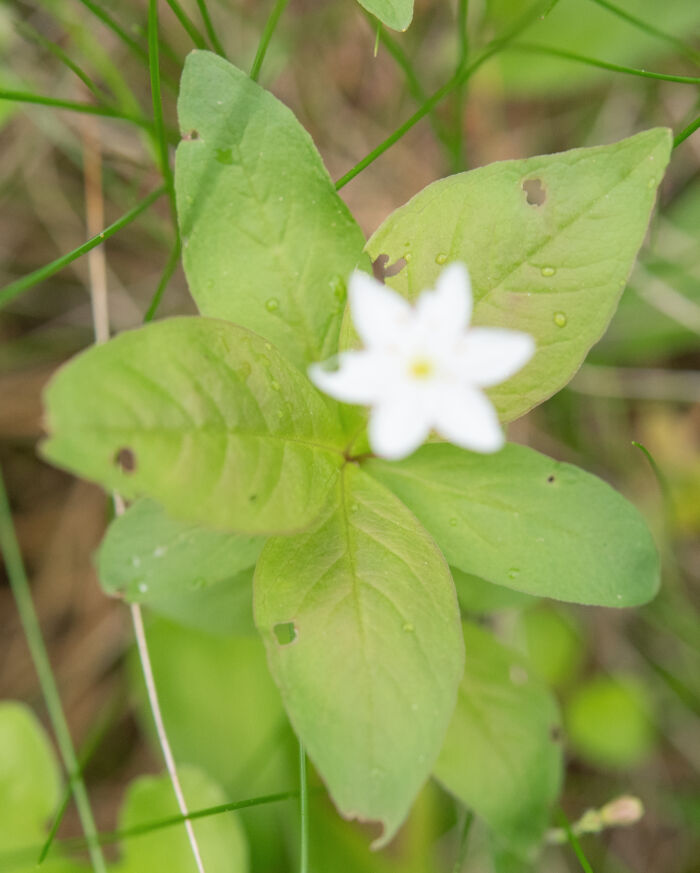 Skogstjerne (Lysimachia europaea)