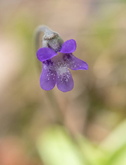 Tettegras (Pinguicula vulgaris)