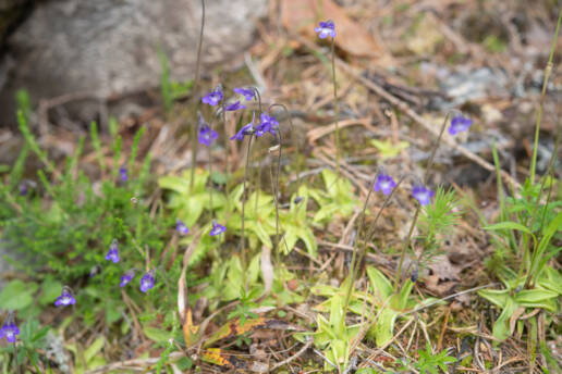 Tettegras (Pinguicula vulgaris)