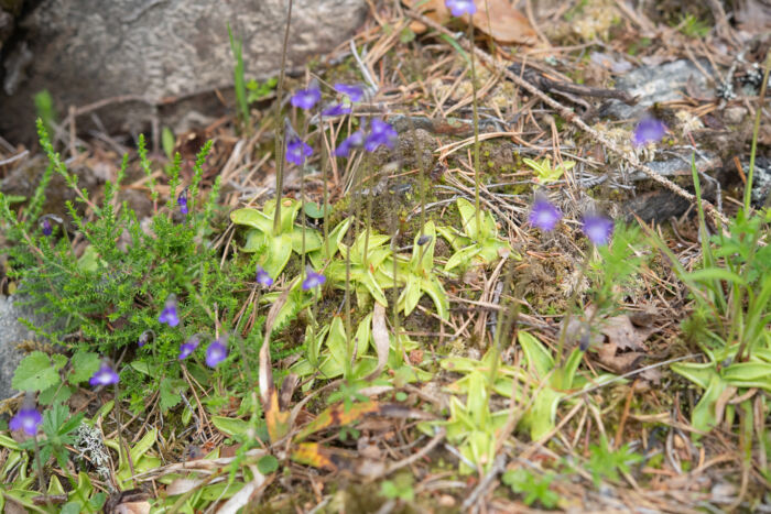 Tettegras (Pinguicula vulgaris)