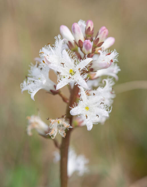 Bukkeblad (Menyanthes trifoliata)