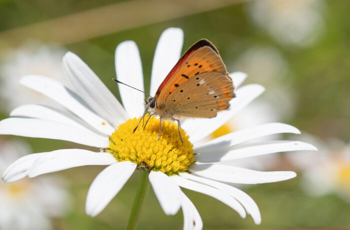 Oransjegullvinge (Lycaena virgaureae)