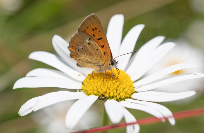 Oransjegullvinge (Lycaena virgaureae)