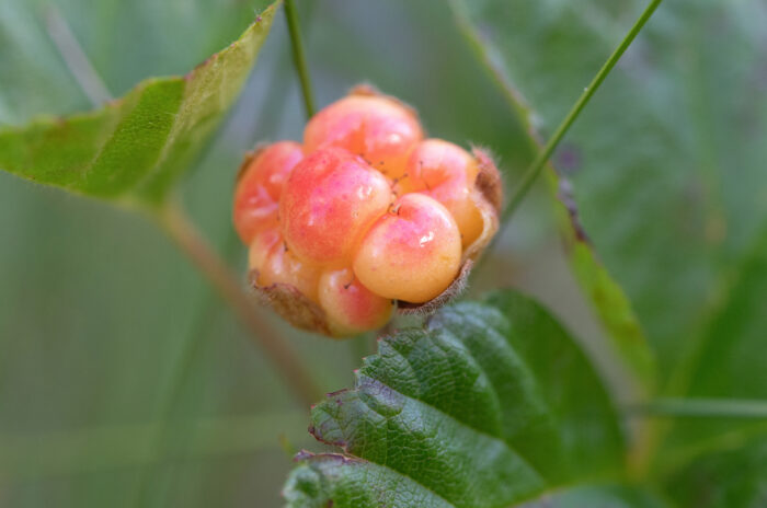 Multe (Rubus chamaemorus)