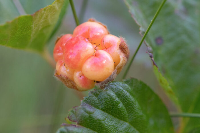 Multe (Rubus chamaemorus)