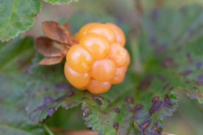 Multe (Rubus chamaemorus)