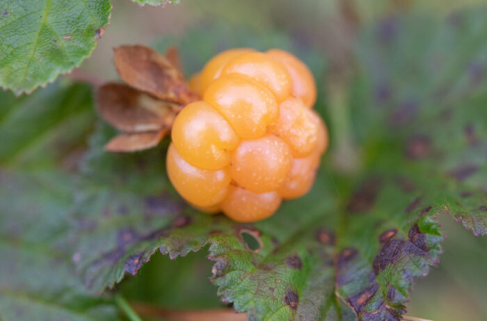 Multe (Rubus chamaemorus)