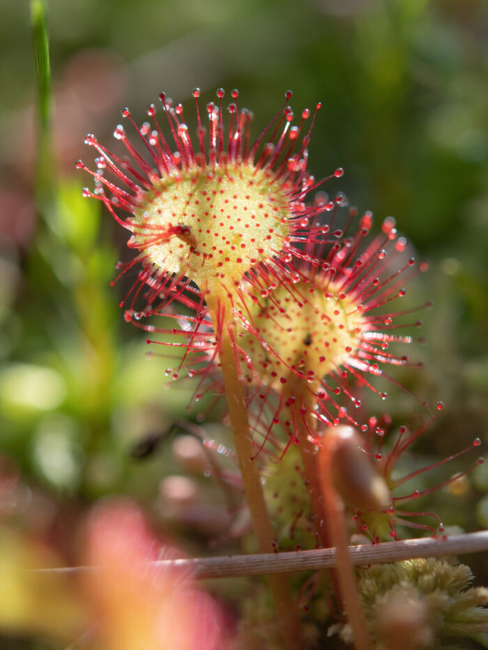 Rundsoldogg (Drosera rotundifolia)