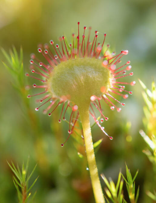 Rundsoldogg (Drosera rotundifolia)