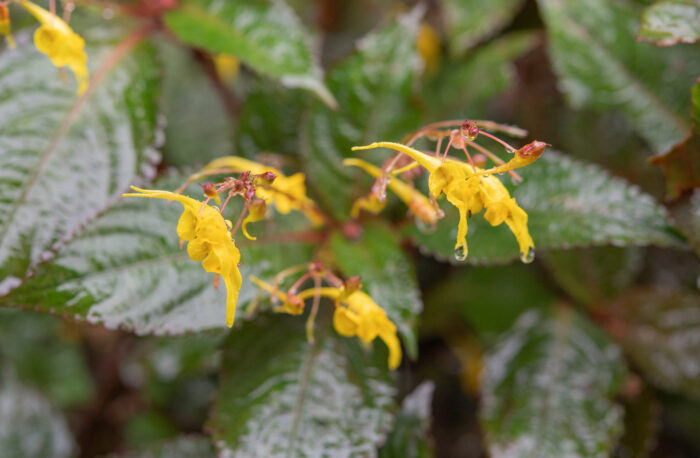 Arunachal plant (Impatiens)