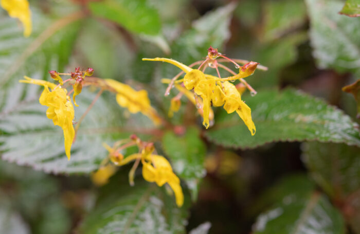 Arunachal plant (Impatiens)