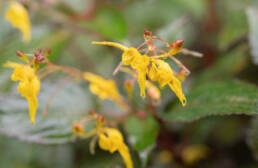 Arunachal plant (Impatiens)