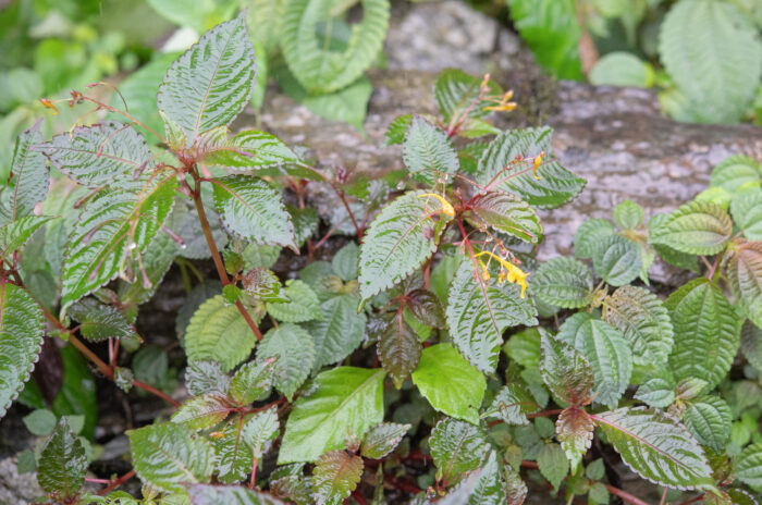 Arunachal plant (Impatiens)