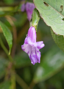 Arunachal plant