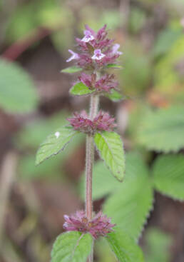 Arunachal plant (Lamiacea)