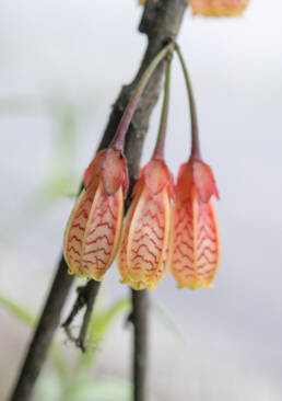 Arunachal plant (Agapetes)