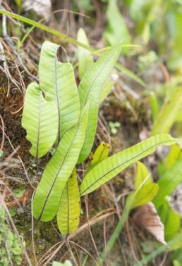 Arunachal plant (Polypodiaceae)