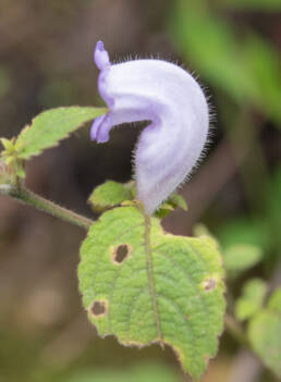 Arunachal plant (Strobilanthes)