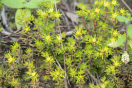 Arunachal plant (Sedum)