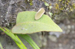 Arunachal plant (Pyrrosia)