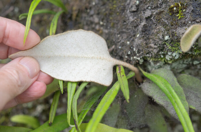 Arunachal plant (Pyrrosia)