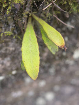 Arunachal plant (Pyrrosia)