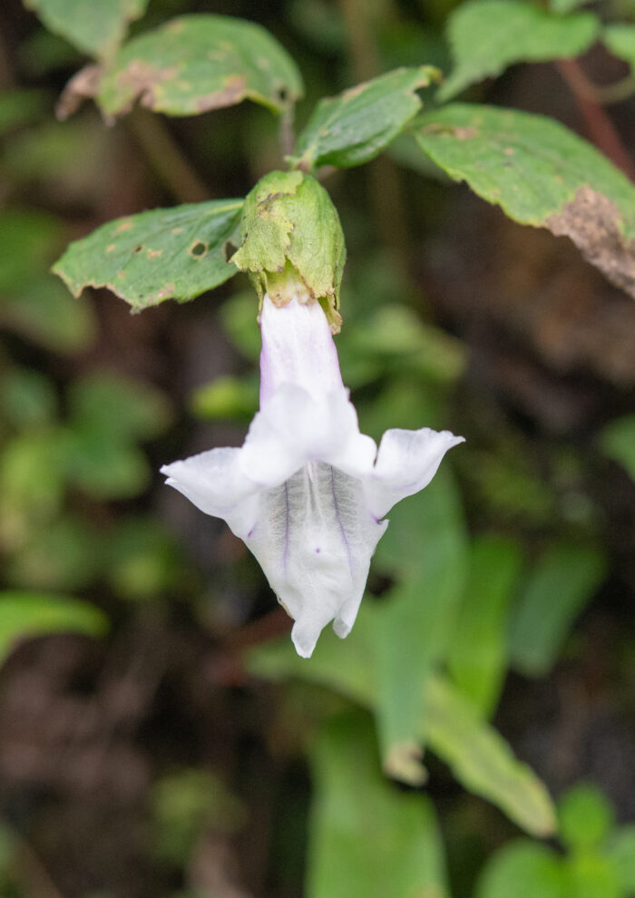 Arunachal plant