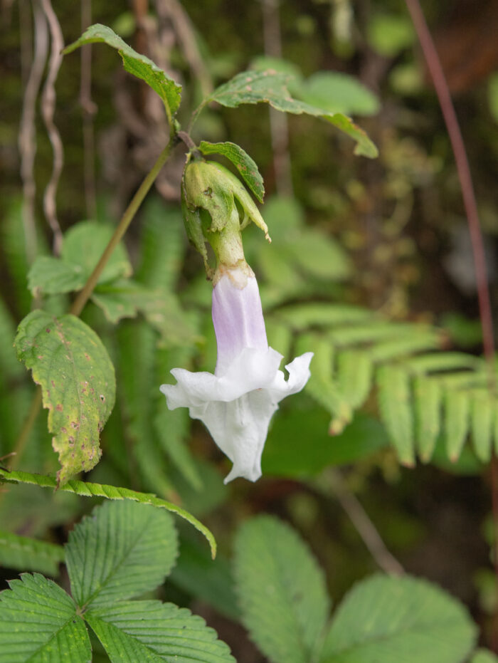 Arunachal plant