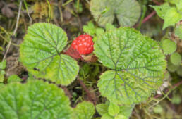 Arunachal plant (Rubus)