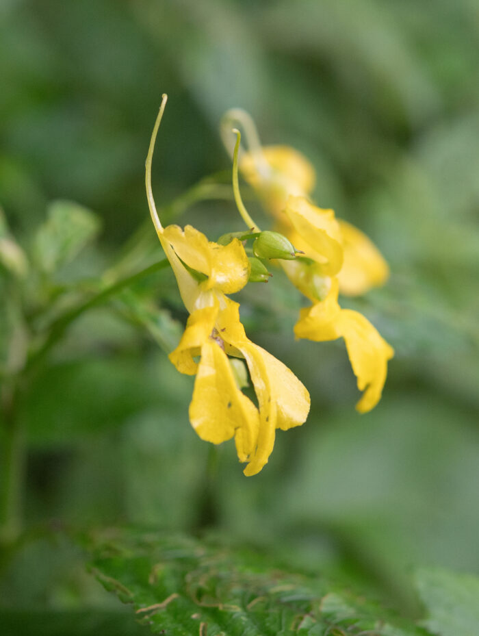 Arunachal plant (Impatiens)