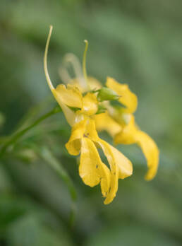 Arunachal plant (Impatiens)