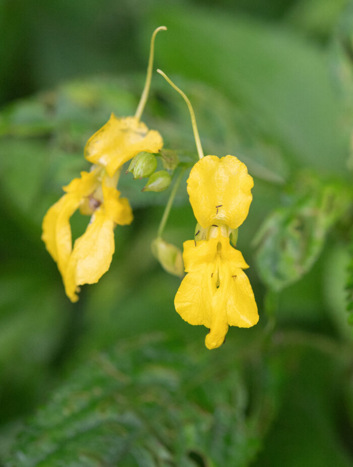 Arunachal plant (Impatiens)