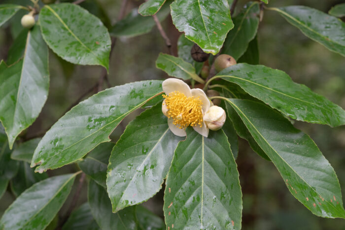 Arunachal plant