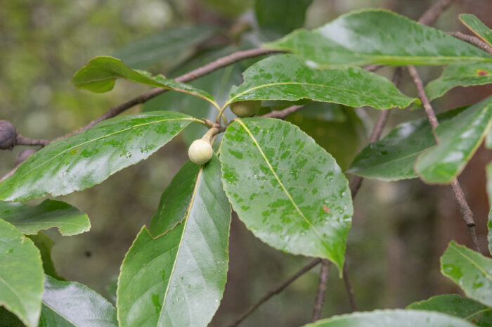 Arunachal plant