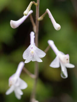 Anthogonium gracile