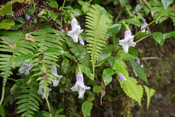 Arunachal plant (Strobilanthes)