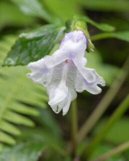 Arunachal plant (Strobilanthes)