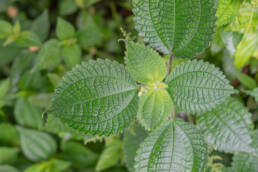 Arunachal plant