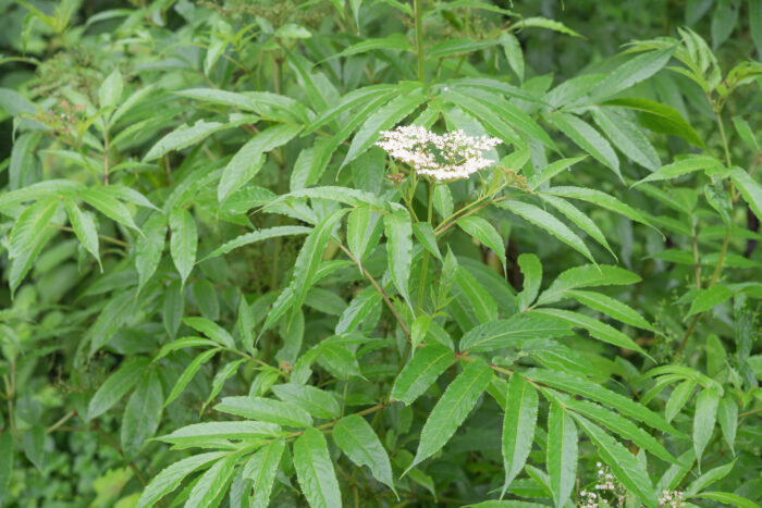 Arunachal plant (Sambucus)