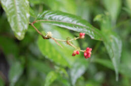 Arunachal plant (Persicaria)