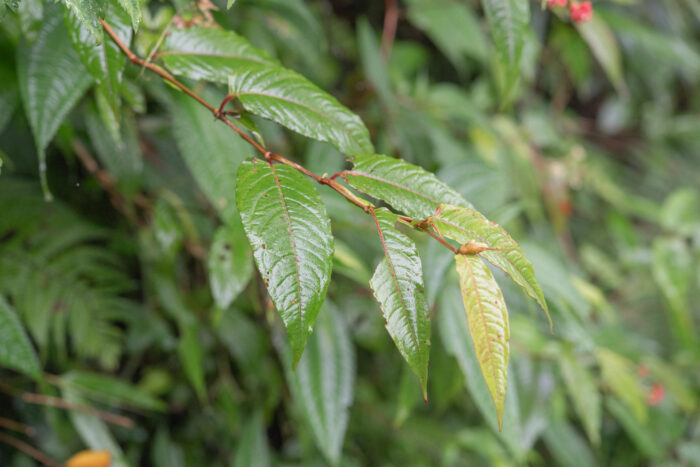 Arunachal plant (Persicaria)