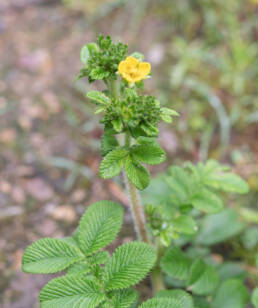 Arunachal plant (Potentilla)