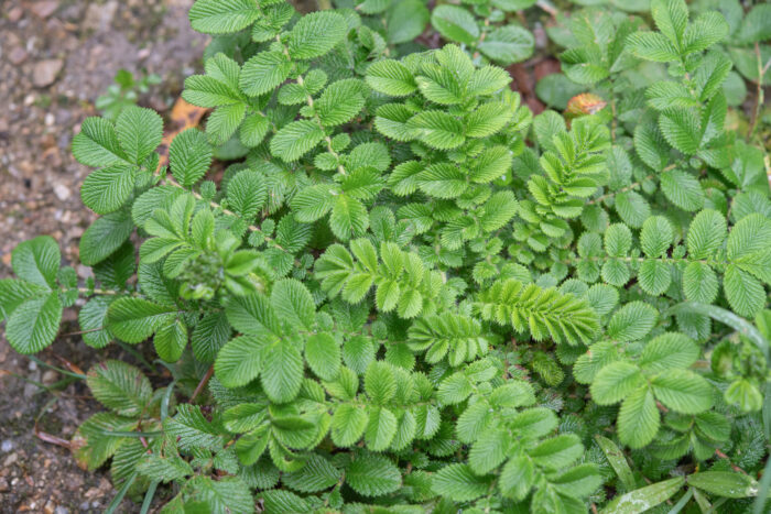 Arunachal plant (Potentilla)