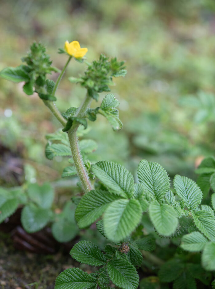 Arunachal plant (Potentilla)