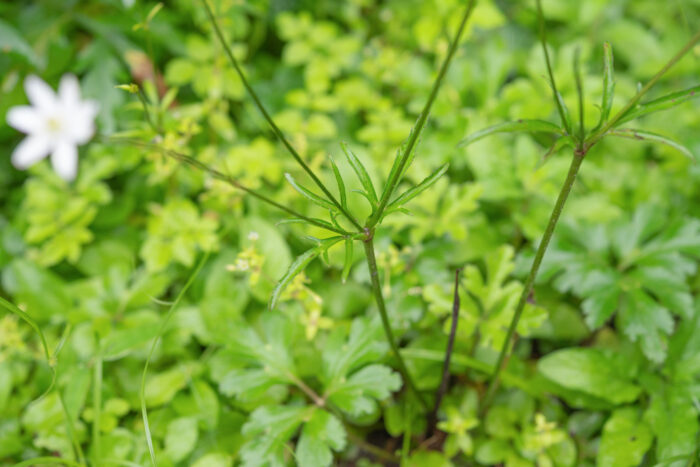 Arunachal plant (Ranunculaceae)