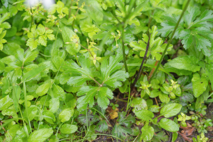 Arunachal plant (Ranunculaceae)