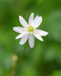 Arunachal plant (Ranunculaceae)