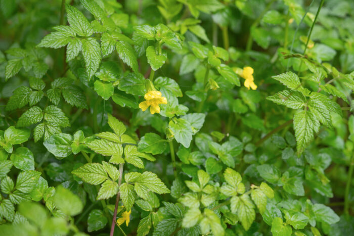 Erythranthe nepalensis