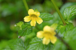 Erythranthe nepalensis