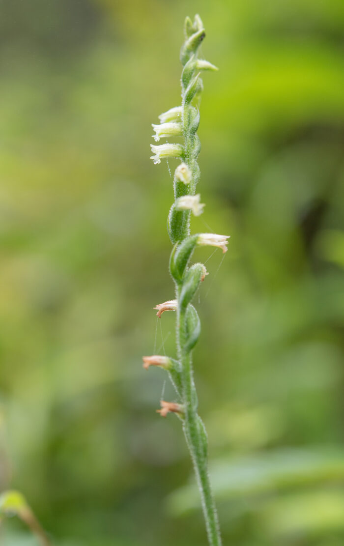 Chinese Spiranthes Complex (Complex Spiranthes sinensis)